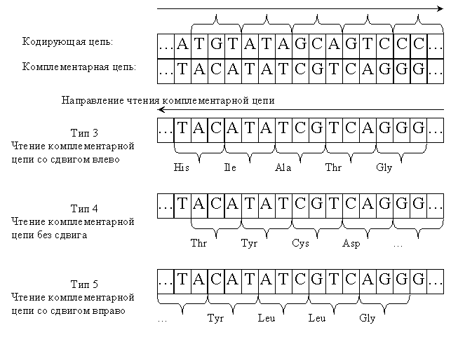 Триптофан В Таблице Генетического Кода